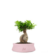 Ficus Ginseng M