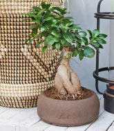 Ficus Ginseng M