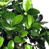 Ficus Ginseng M