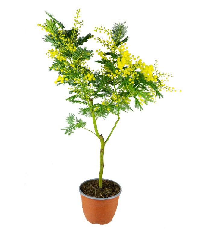Pianta di mimosa ad alberello | 80 cm