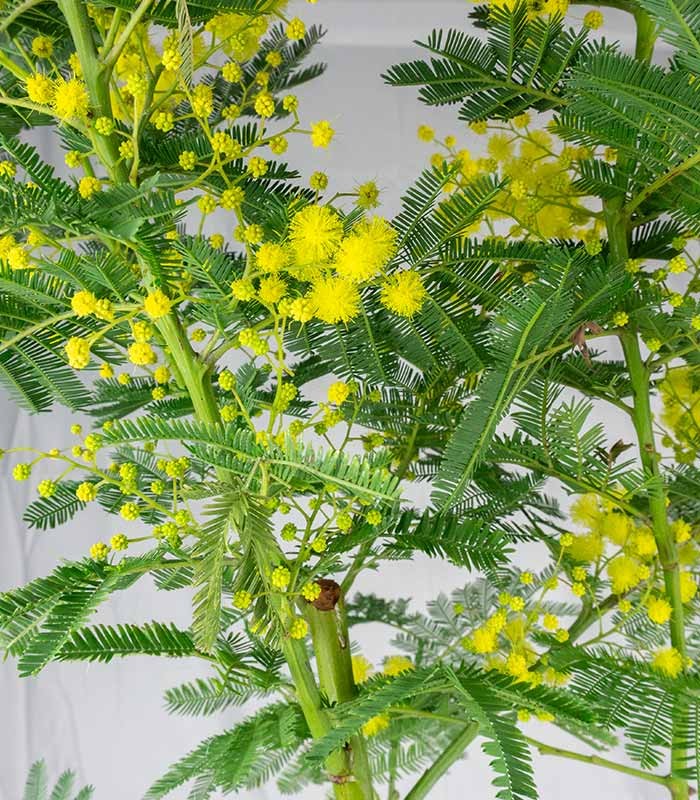 Pianta di mimosa ad alberello | 80 cm