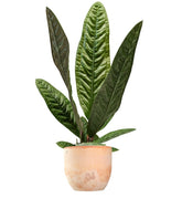 Anthurium Superbum | 50 cm