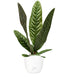 Anthurium Superbum | 50 cm