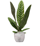 Anthurium Superbum | 50 cm