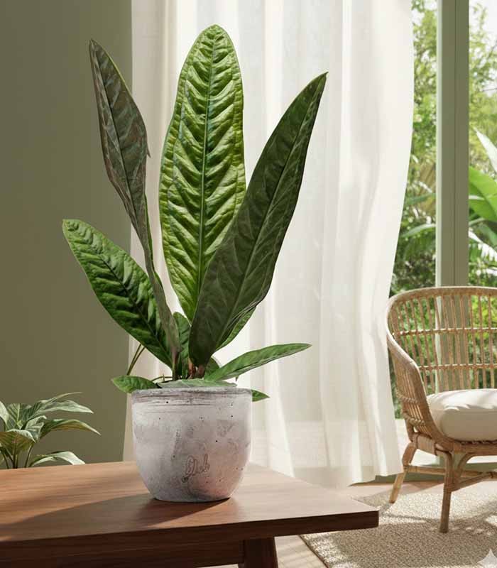 Anthurium Superbum | 50 cm