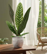 Anthurium Superbum | 50 cm