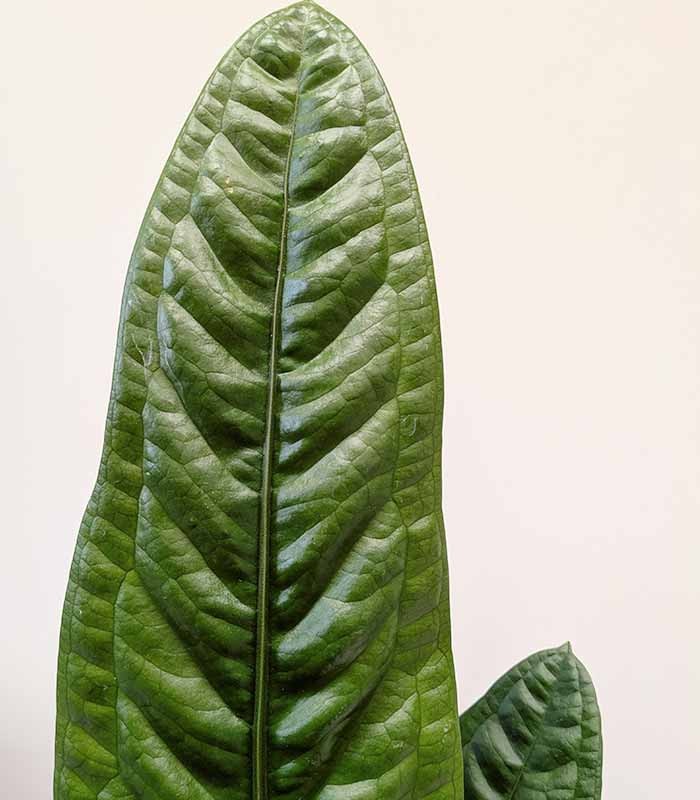 Anthurium Superbum | 50 cm