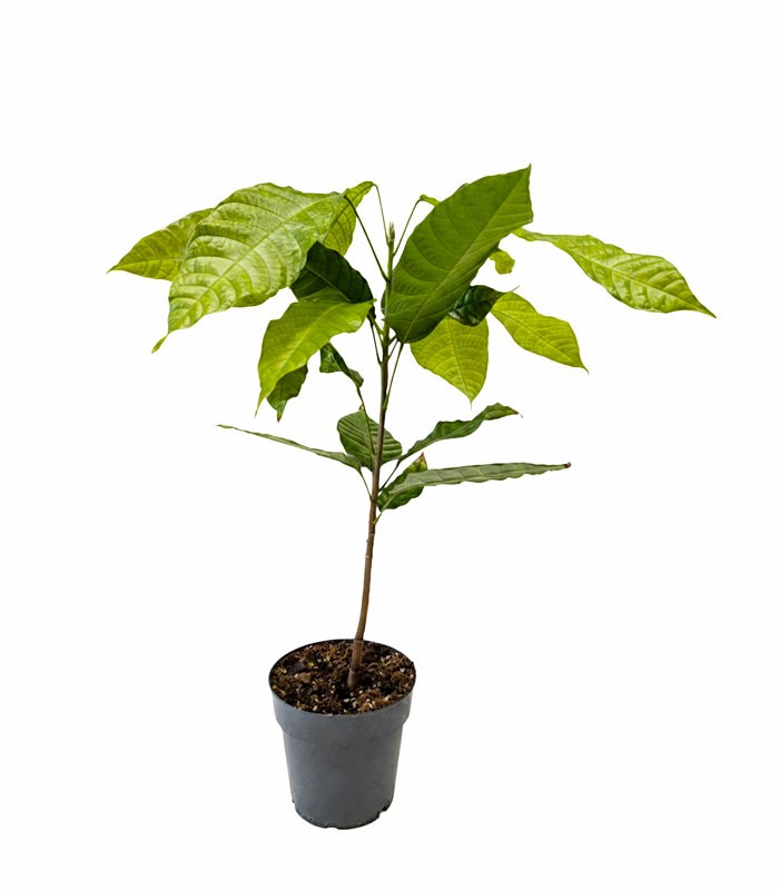 Pianta di Cacao Theobroma | 50 cm