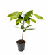 Pianta di Cacao Theobroma | 50 cm