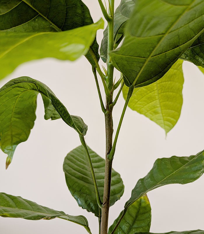 Pianta di Cacao Theobroma | 50 cm