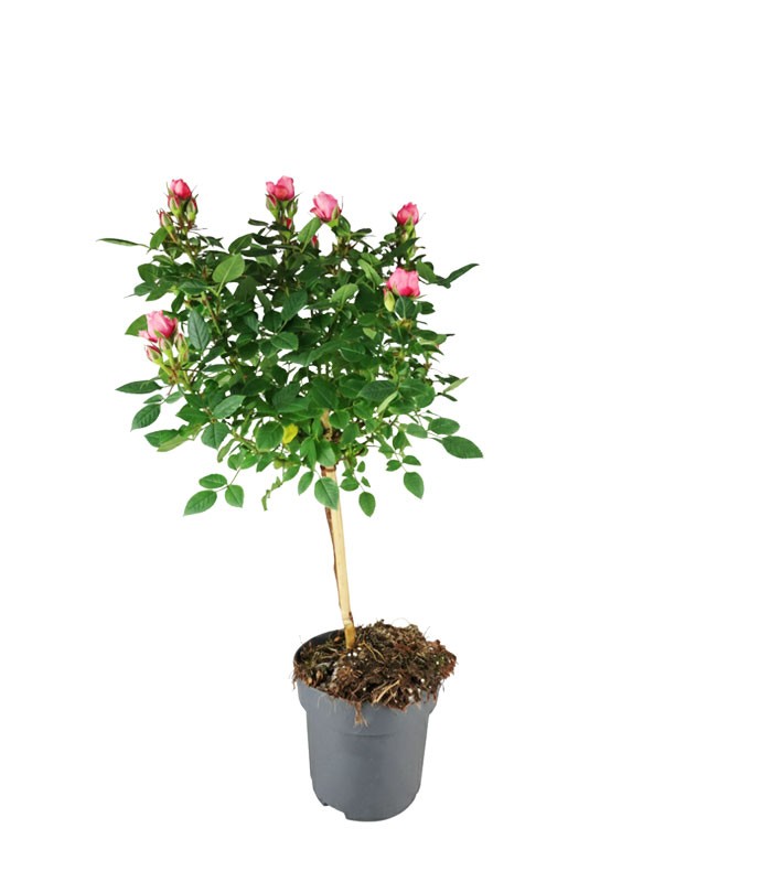 Rosa ad alberello - Pianta ornamentale fiori Rosa o Bianchi