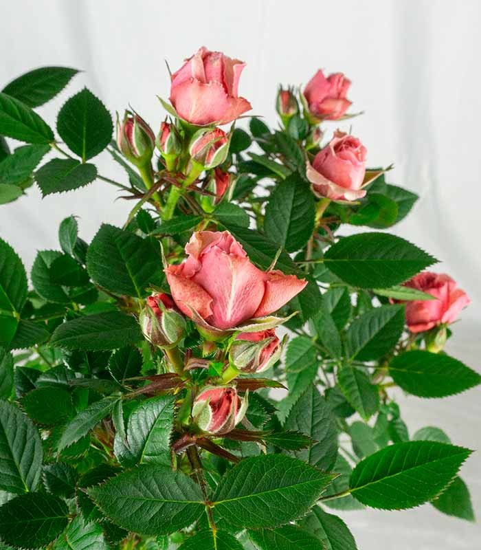 Rosa ad alberello - Pianta ornamentale fiori Rosa o Bianchi