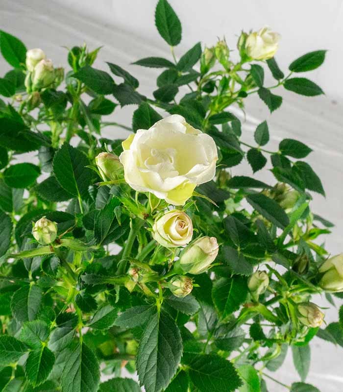 Rosa ad alberello - Pianta ornamentale fiori Rosa o Bianchi