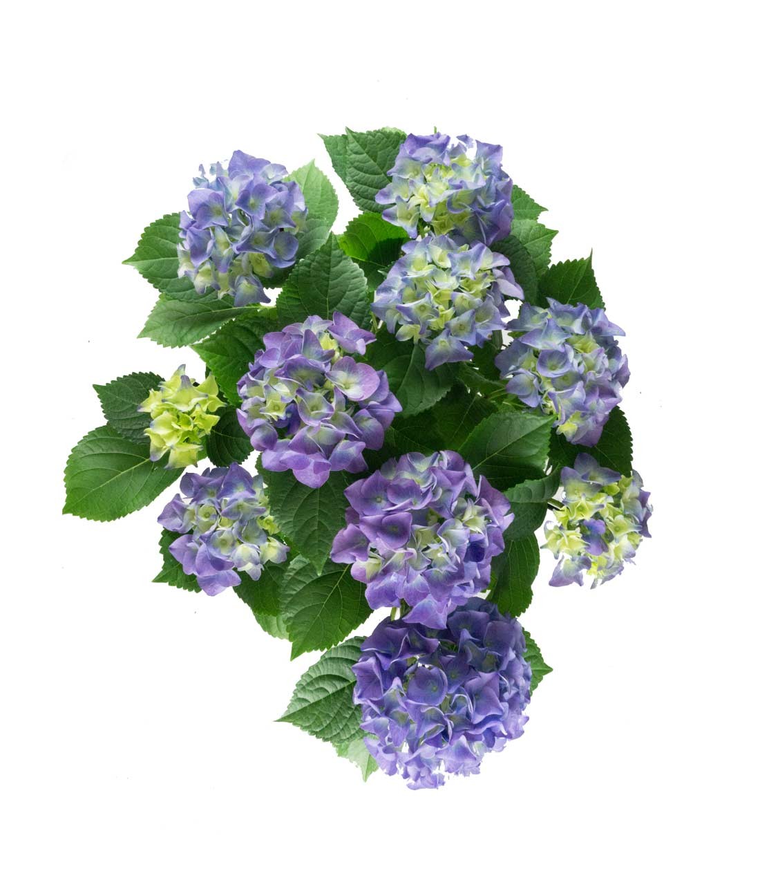 Ortensia