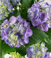 Ortensia