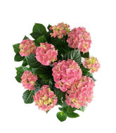 Ortensia