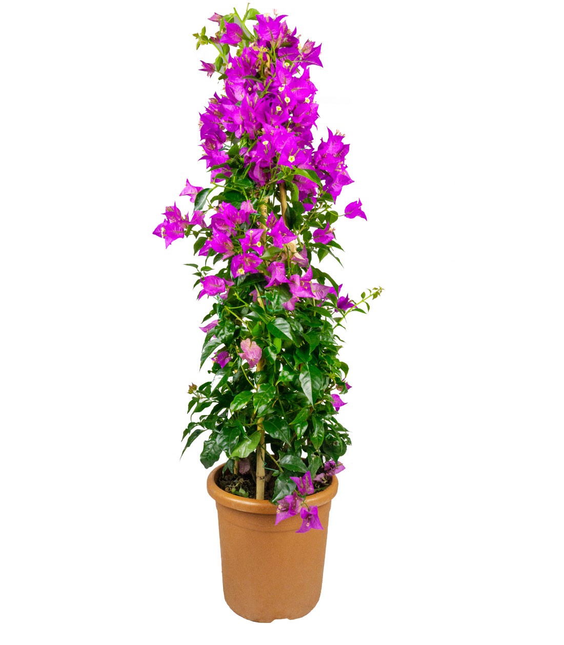 Bougainvillea glabra