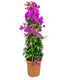 Bougainvillea glabra