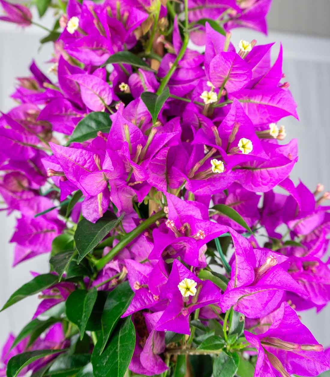 Bougainvillea glabra