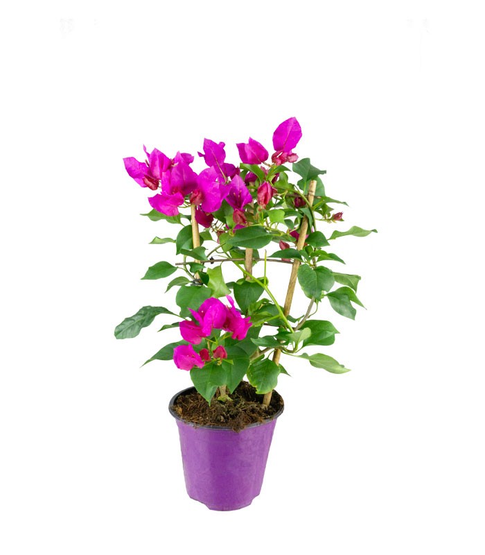 Bougainvillea a spalliera in vaso - Ø 14cm