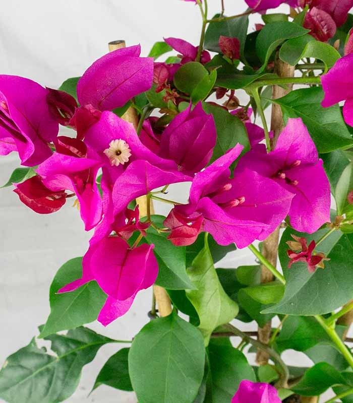 Bougainvillea a spalliera in vaso - Ø 14cm