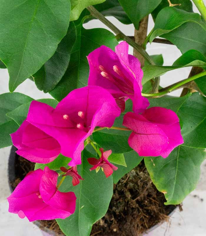 Bougainvillea a spalliera in vaso - Ø 14cm