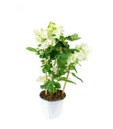 Bougainvillea a spalliera in vaso - Ø 14cm