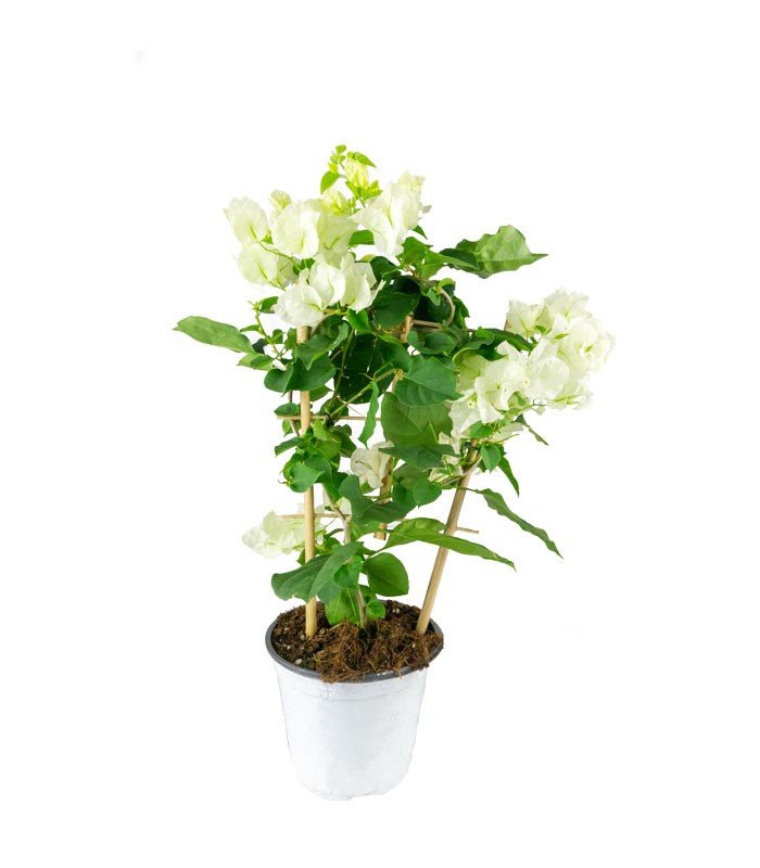 Bougainvillea a spalliera in vaso - Ø 14cm