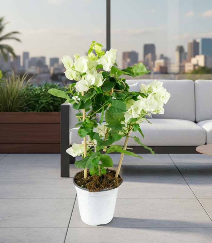 Bougainvillea a spalliera in vaso - Ø 14cm