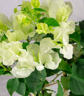 Bougainvillea a spalliera in vaso - Ø 14cm