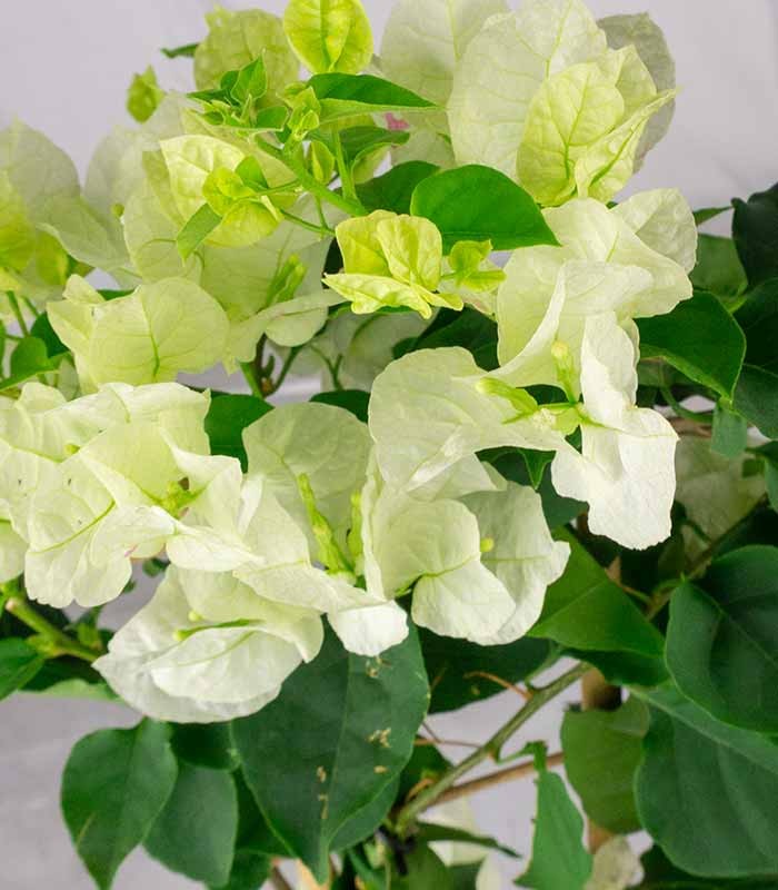 Bougainvillea a spalliera in vaso - Ø 14cm