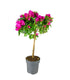 Bougainvillea Alberello | 80 cm