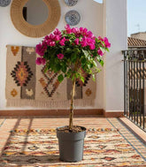 Bougainvillea Alberello | 80 cm