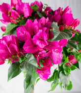Bougainvillea Alberello | 80 cm