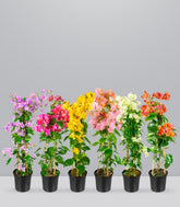 Bougainvillea pianta in vaso