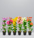 Bougainvillea pianta in vaso