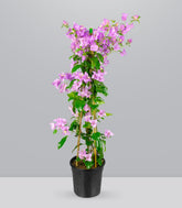 Bougainvillea pianta in vaso