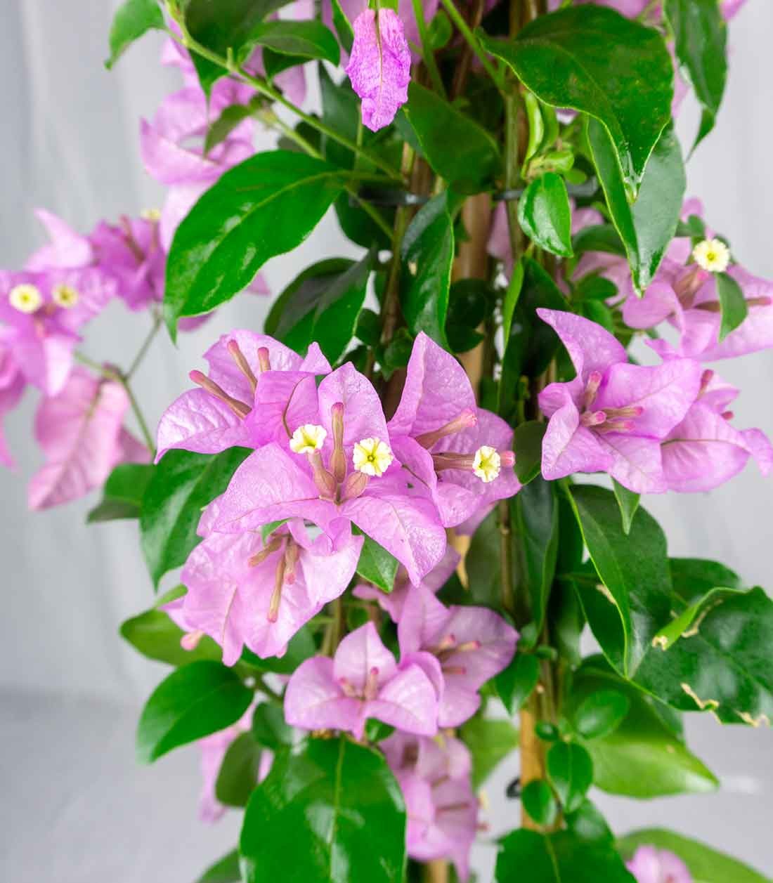 Bougainvillea pianta in vaso