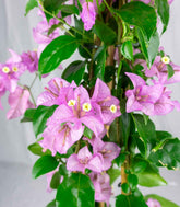 Bougainvillea pianta in vaso