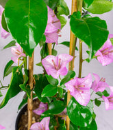 Bougainvillea pianta in vaso