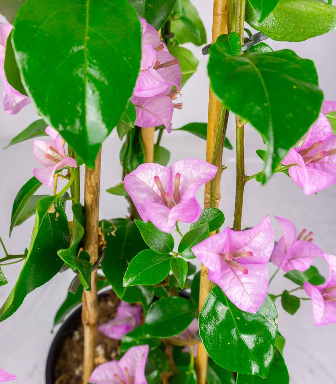 Bougainvillea pianta in vaso