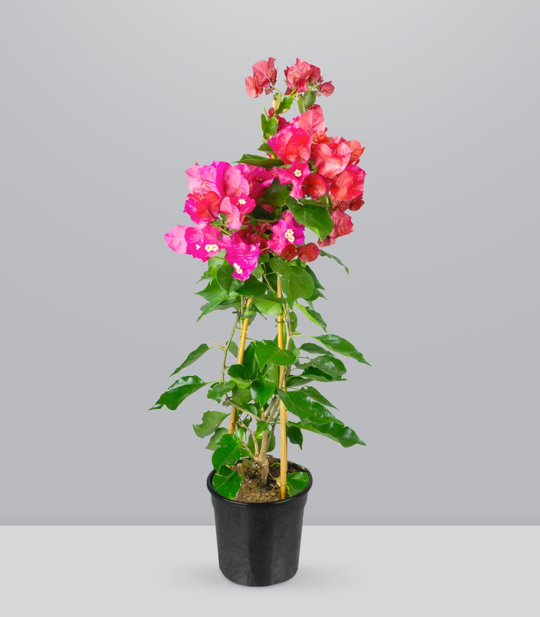 Bougainvillea pianta in vaso