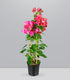 Bougainvillea pianta in vaso