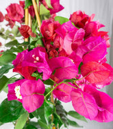 Bougainvillea pianta in vaso