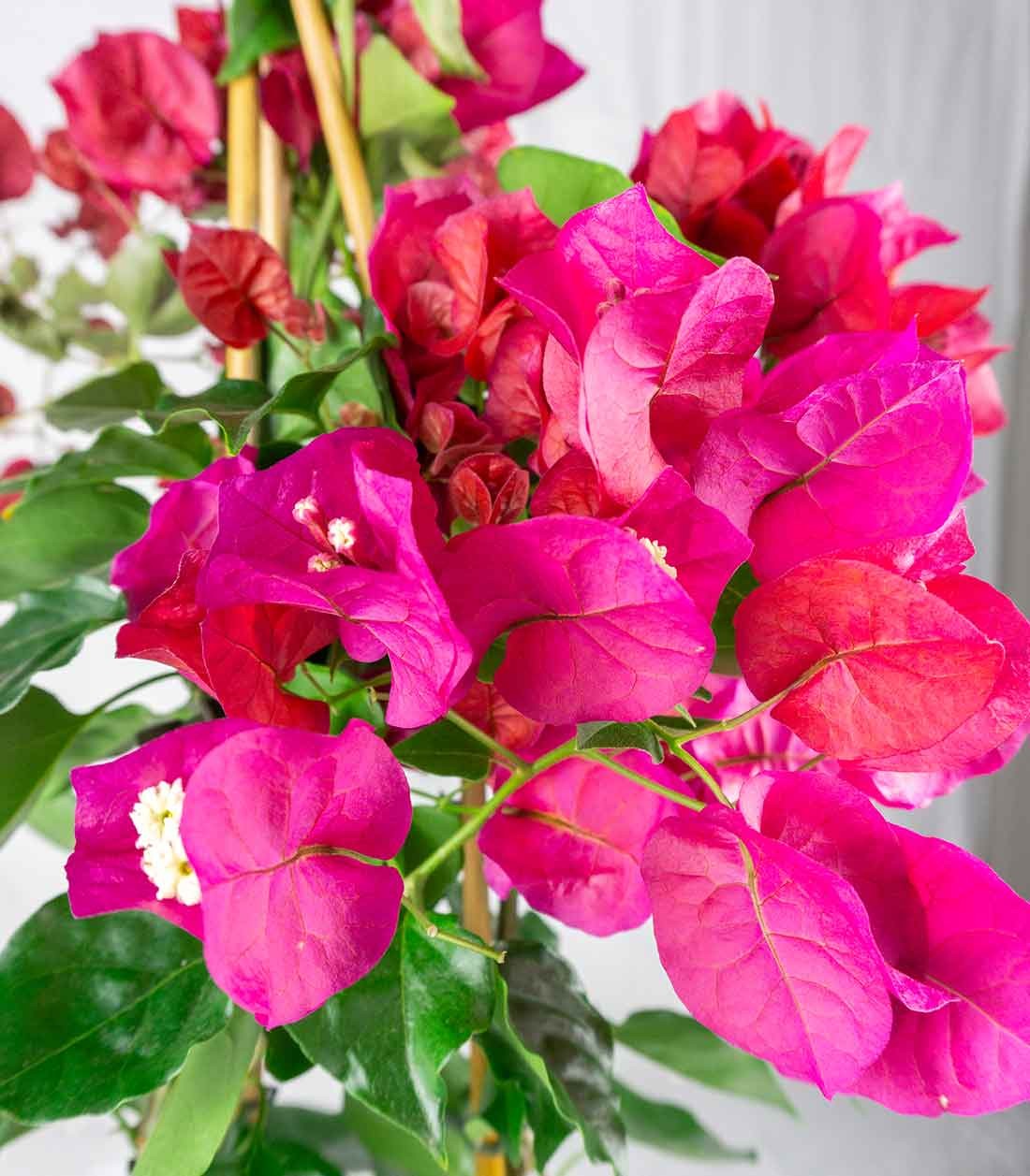 Bougainvillea pianta in vaso