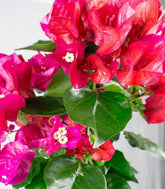 Bougainvillea pianta in vaso