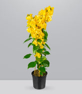 Bougainvillea pianta in vaso