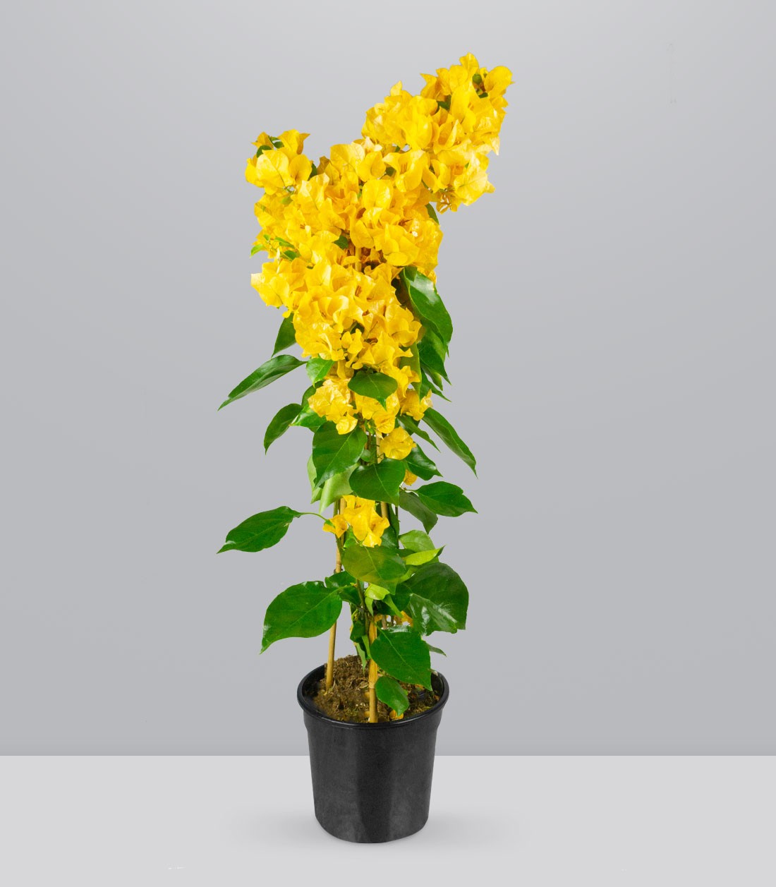 Bougainvillea pianta in vaso