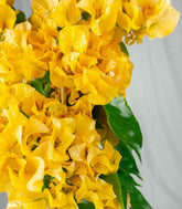 Bougainvillea pianta in vaso