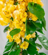 Bougainvillea pianta in vaso